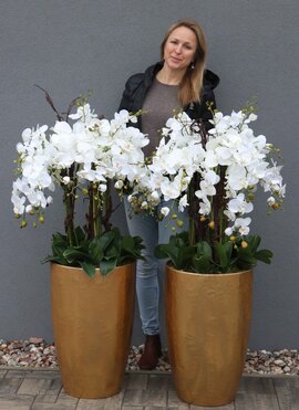 bardzo elegancki storczyk Złota Bajka, wys.140cm