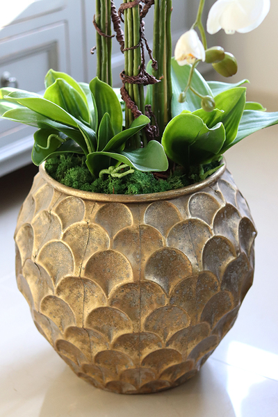 GoldenRose, bardzo elegancki storczyk, wys.100cm