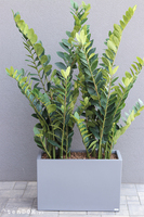 Fiberglass Zamiokulkas, sztuczne drzewka w nowoczesnej donicy, wys.160cm 