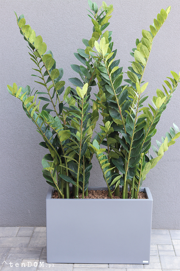 Fiberglass Zamiokulkas, sztuczne drzewka w nowoczesnej donicy, wys.160cm 