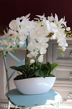 Benicio New Design, biały storczyk, wys.62cm 