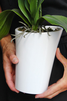 storczyk Asimetrio w białej donicy, wys.57cm