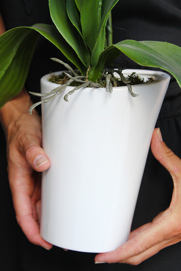 storczyk Asimetrio w białej donicy, wys.57cm