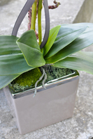 storczyk w ceramicznej, beżowej donicy Elegance 1, wys.77cm