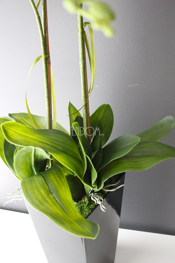 bardzo duży storczyk Emilie Grande Balck w minimalistycznej donicy, wys.100cm