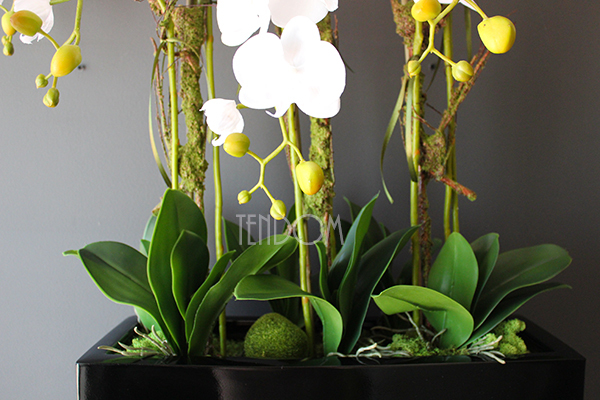 duży storczyk Marco Grande Black, wys.110cm 