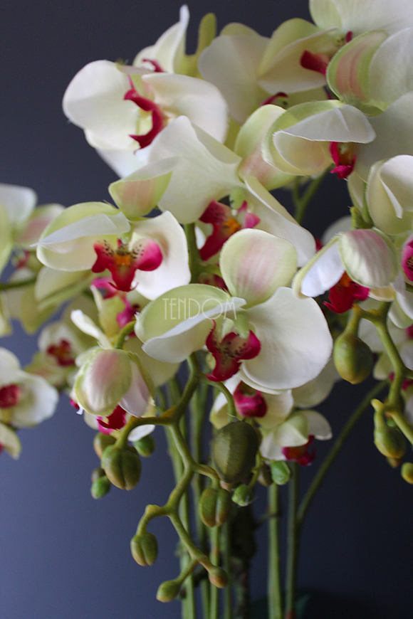 Konferencja storczyk w tradycyjnej donicy, wys.80cm