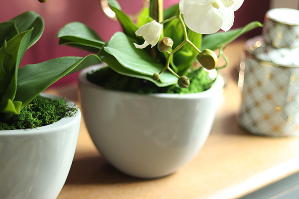 Cinderella Grey Small, elegancki storczyk w białej donicy, wys.60cm 