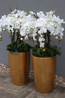 bardzo elegancki storczyk Złota Bajka, wys.140cm