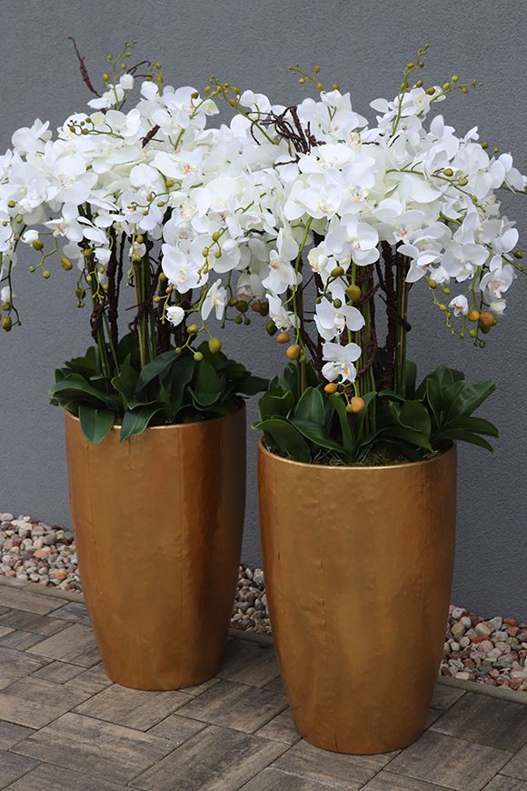 bardzo elegancki storczyk Złota Bajka, wys.140cm