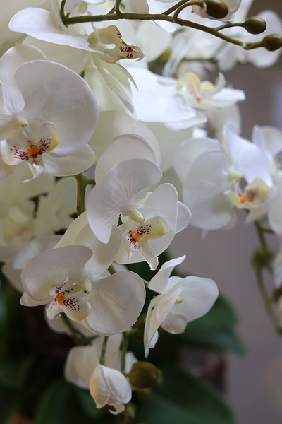 GoldenRose, bardzo elegancki storczyk, wys.100cm