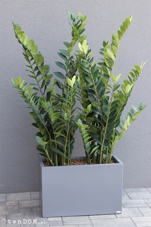 Fiberglass Zamiokulkas, sztuczne drzewka w nowoczesnej donicy, wys.160cm