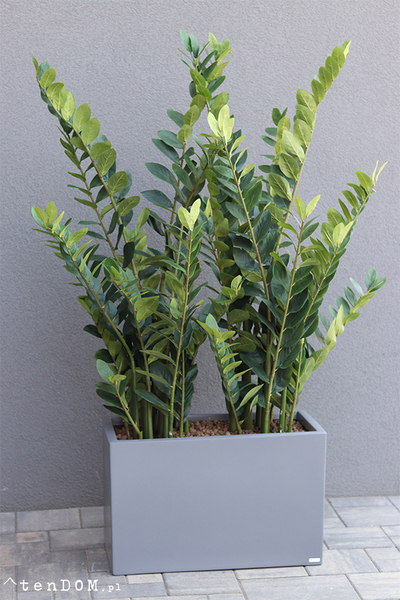 Fiberglass Zamiokulkas, sztuczne drzewka w nowoczesnej donicy, wys.160cm