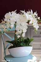 Benicio New Design, biały storczyk, wys.62cm 