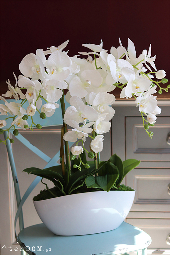Benicio New Design, biały storczyk, wys.62cm 