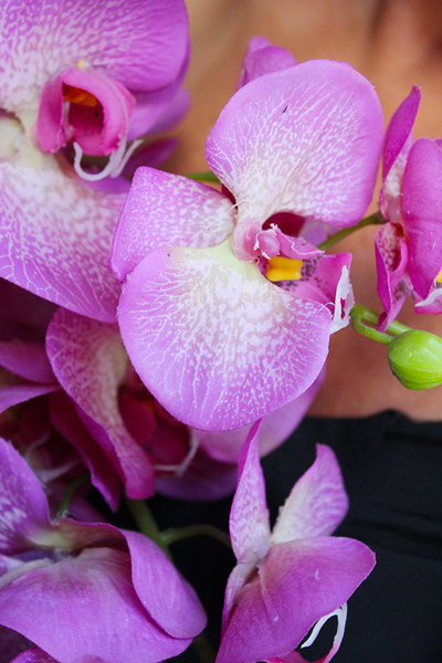 storczyk Asimetrio w białej donicy, wys.57cm