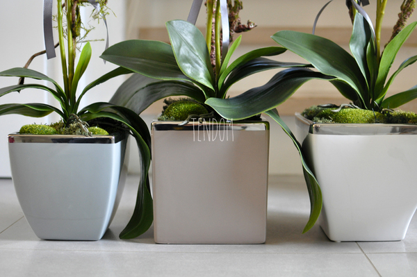 storczyk w ceramicznej, beżowej donicy Elegance 1, wys.77cm