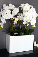 bardzo duży storczyk Hotel Design White Grande w donicy, wys.105cm 