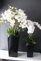 bardzo duży storczyk Emilie Grande Balck w minimalistycznej donicy, wys.100cm