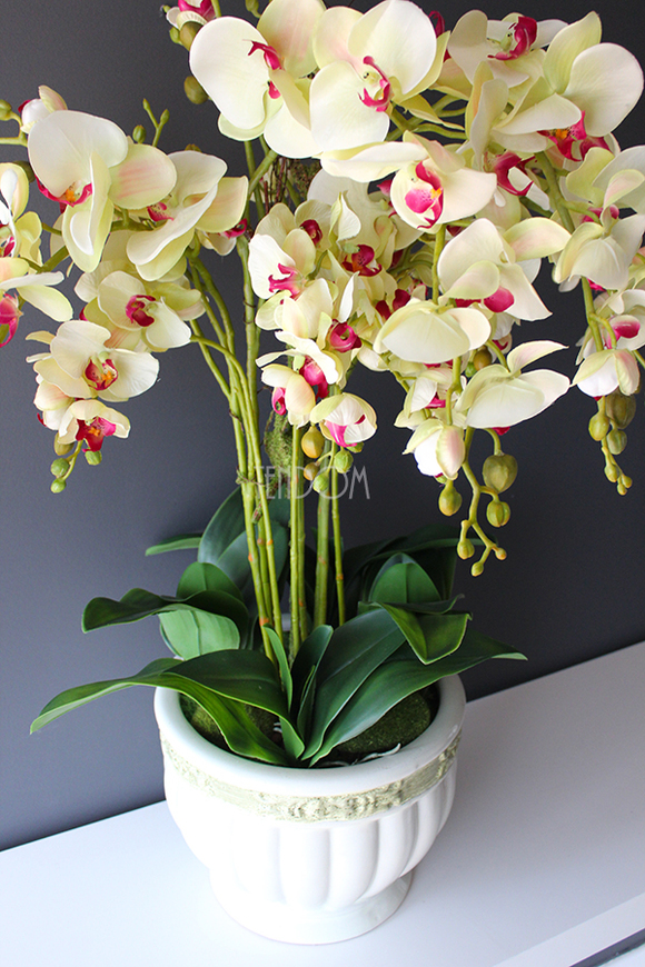 Konferencja storczyk w tradycyjnej donicy, wys.80cm