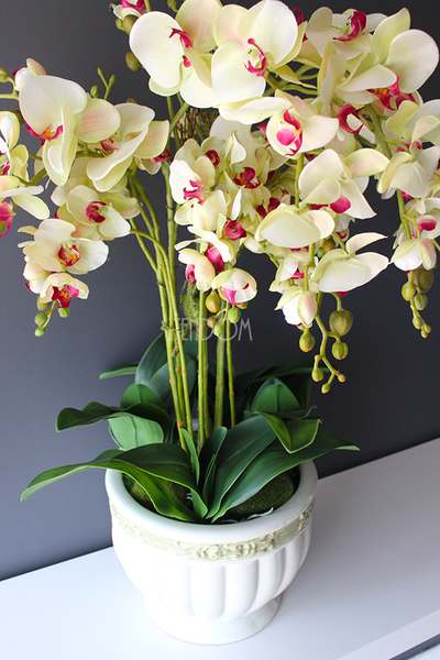 Konferencja storczyk w tradycyjnej donicy, wys.80cm