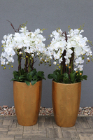 bardzo elegancki storczyk Złota Bajka, wys.140cm