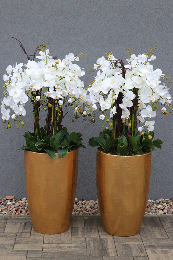 bardzo elegancki storczyk Złota Bajka, wys.140cm