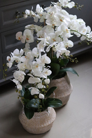 Georgia Big, efektowny storczyk w koszu z trawy, wys.86cm