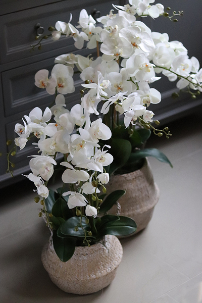 Georgia Big, efektowny storczyk w koszu z trawy, wys.86cm