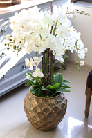 GoldenRose, bardzo elegancki storczyk, wys.100cm