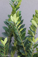 Fiberglass Zamiokulkas, sztuczne drzewka w nowoczesnej donicy, wys.160cm 