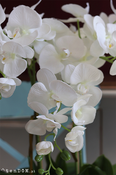 Benicio New Design, biały storczyk, wys.62cm 