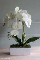 Banerra Bossa, sztuczny storczyk w biało-srebrnej donicy, wys.55cm