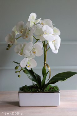 Banerra Bossa, sztuczny storczyk w biało-srebrnej donicy, wys.55cm