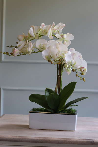 Banerra Russo, storczyk w biało-srebrnej donicy, wys.50cm 