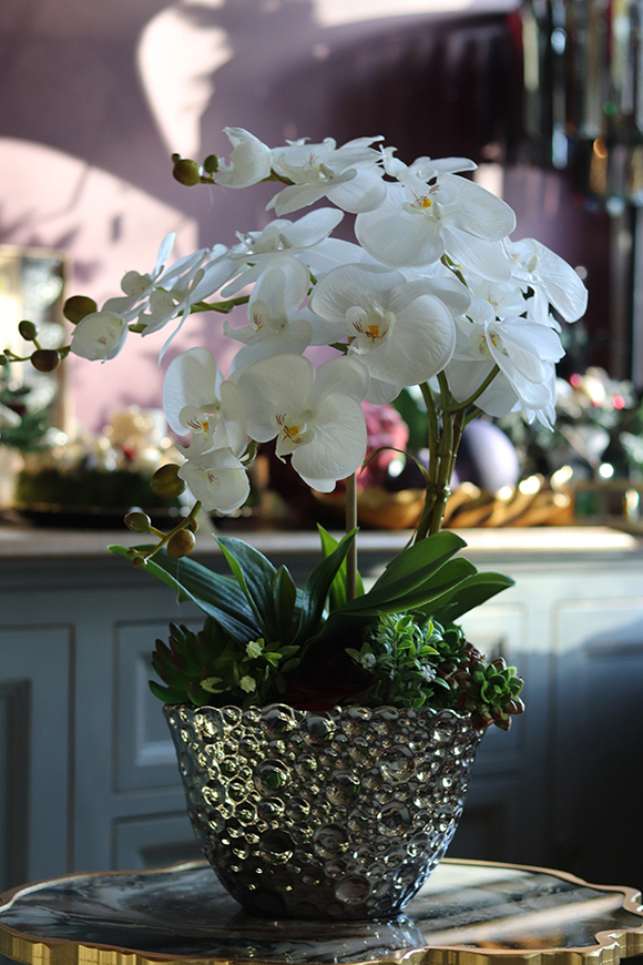 Kellano Cambra, biały storczyk w srebrnej donicy, wys.59cm