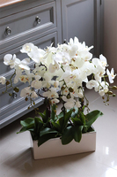 Bossa Primo, storczyk w biało-srebrnej donicy, wys.57cm 