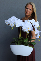 Benicio, biały storczyk, wys.53cm