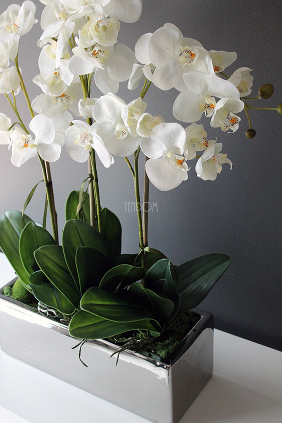 storczyk Silver Trend w srebrnej prostokątnej donicy, wys.74cm