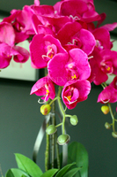 obfity storczyk Sylvia w kolorze fuksji w minimalistycznej donicy, wys.75cm