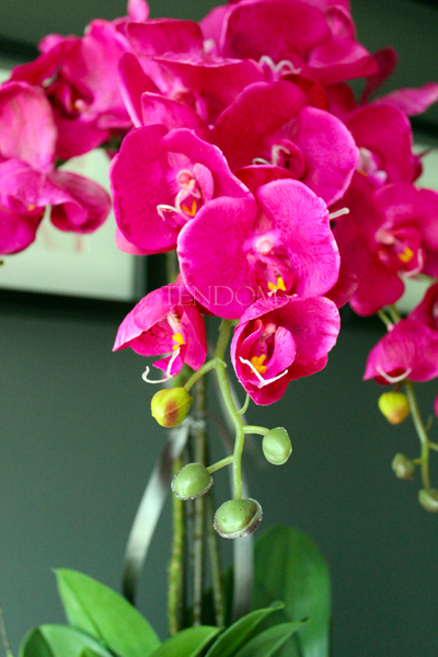 obfity storczyk Sylvia w kolorze fuksji w minimalistycznej donicy, wys.75cm