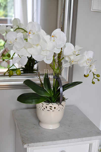 storczyk Palermo w ceramicznej, kremowej donicy, wys.49cm 