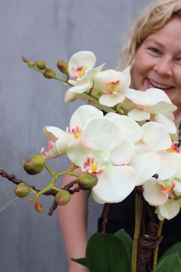 Primadonna, zjawiskowy storczyk w ceramicznej donicy, wys.56cm