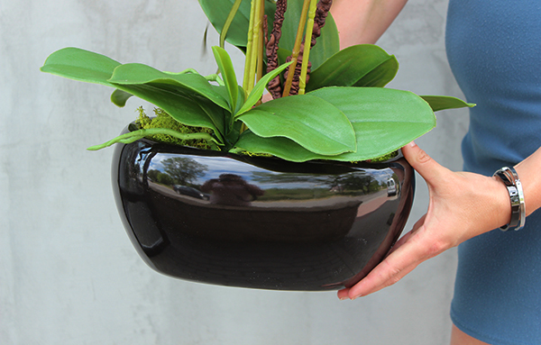 czerwony storczyk w czarnej donicy, Kresso, wys.58cm