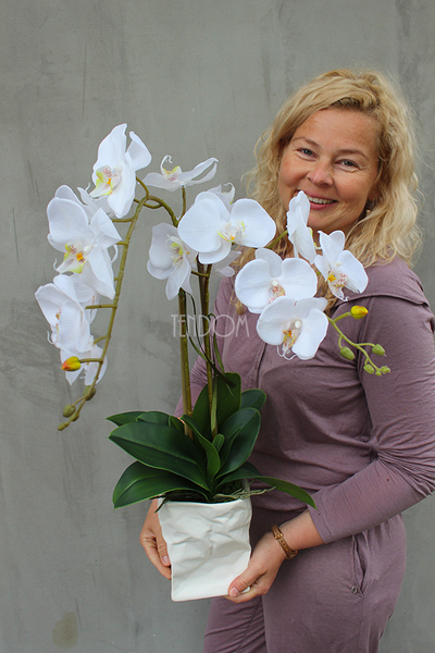 biały, gumowy storczyk Design Modern White 1 w nowoczesnej donicy wys.67cm