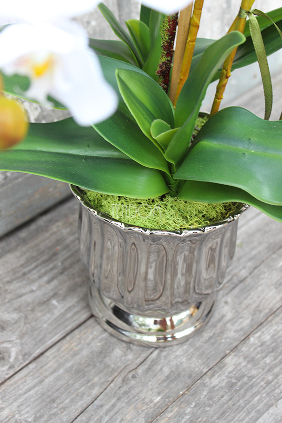 storczyk Silver Moon w srebrnej, "tulipanowej" donicy wys.60cm 