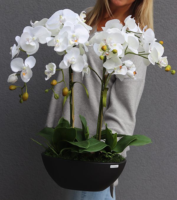 Antracytta, ekskluzywny storczyk w matowej donicy, wys. 61cm