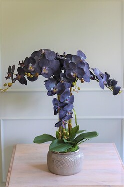 Blunna, niebieski storczyk w ozdobnej donicy, wys.68cm 