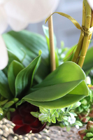 Kellano Cambra, biały storczyk w srebrnej donicy, wys.59cm