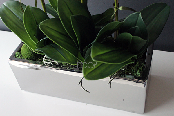 storczyk Silver Trend w srebrnej prostokątnej donicy, wys.74cm